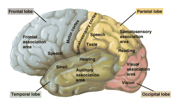 Youth transitioning: image of the brain and what each part does.